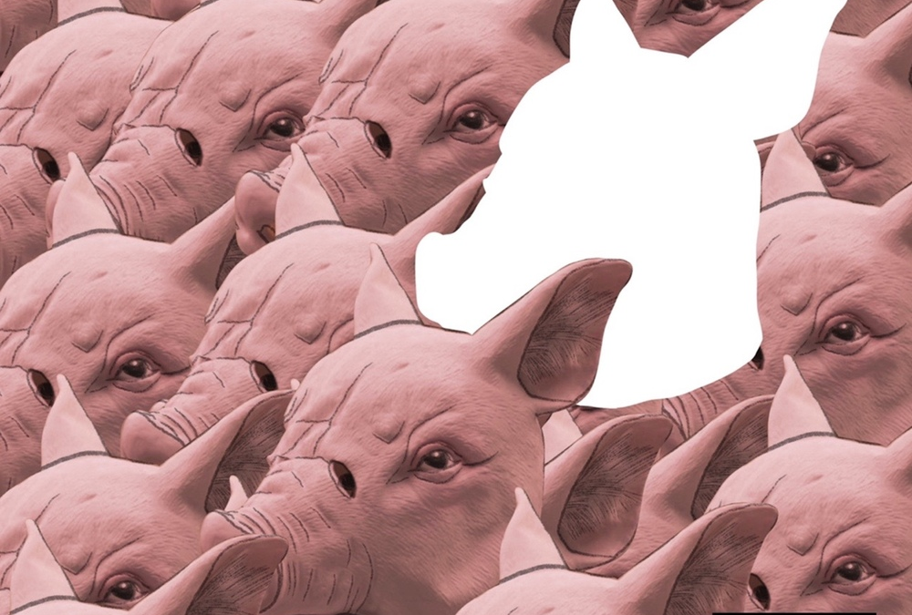 이센스윙스(esenswings) – 돼지의 왕